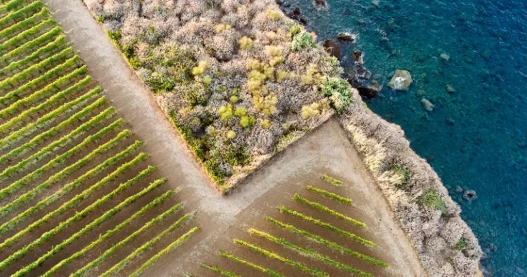 Szicíliai Tasca d’Almerita borászat tenger melletti szőlő ülétetvényei
