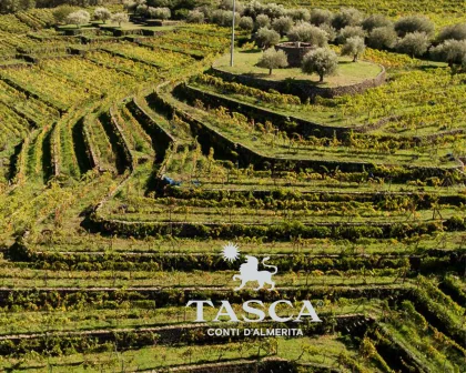 Tasca Szicíliai borászat szőlő földje